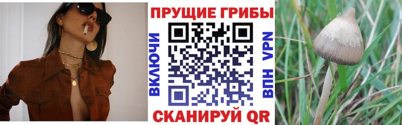 Псилоцибиновые грибы Psilocybine cubensis Соликамск